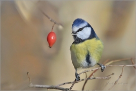 <p>SÝKORA MODŘINKA (Cyanistes caeruleus)</p>